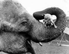elephant dog